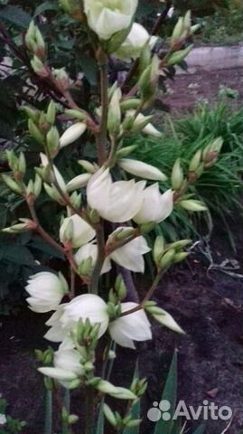 Юкка нитчатая