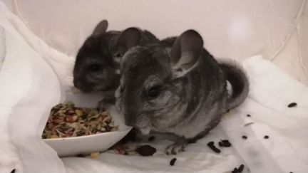 Домашний питомник распродаёт ручных шиншилл