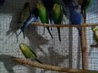 Волнистые попугаи Каррела Неразлучники