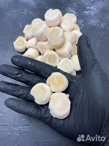 Морской гребешок (Курильский)