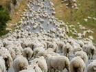 Овцы на развод и на мясо