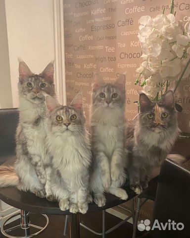 Серебряные кошечки мейн куна