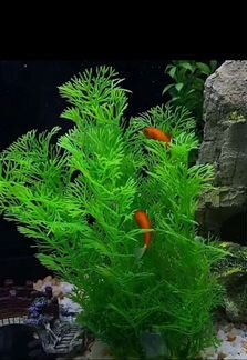 Искусственные водоросли, новые