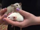 Крыса дамбо бесплатно объявление продам