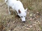 Продам щенка восточно-сибирской лайки