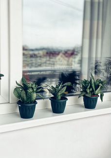 Сансевиерия Ханни (Sansevieria Hahnii) 3 шт