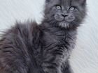 Котята породы Мейн-кун объявление продам