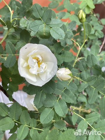 Шиповник белый