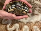 Морская черепаха объявление продам