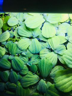 Аквариумные растения