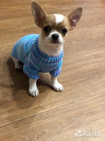 Кофточки для питомцев