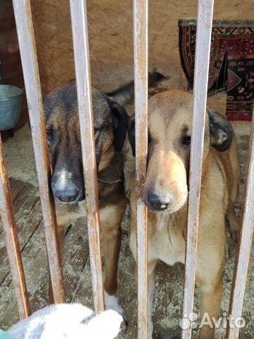 Собаки бесплатно