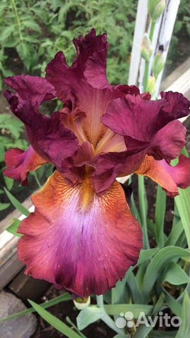 Саженцы садовых цветов