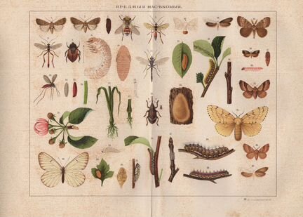 Гравюра. Вредные насекомые. Гусеницы.19 век