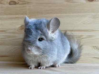 are chinchilla legal in australia