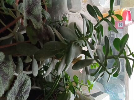 Толстянка, алоэ, каланхое