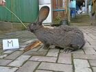 Кролики фландр объявление продам