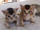 Абиссинские котята с документами объявление продам