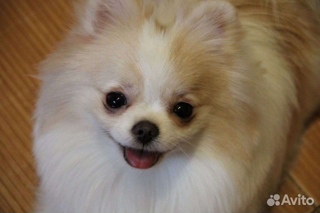 Супер девочка померанский шпиц мини
