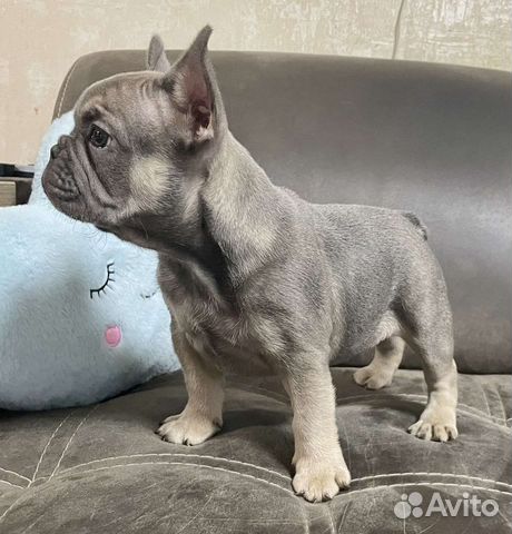 Французский бульдог голубой щенки