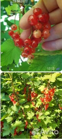 Саженцы Красной смородины