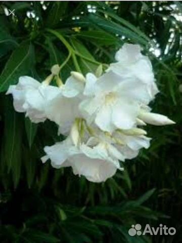 Олеандр зелёные и вариегатный