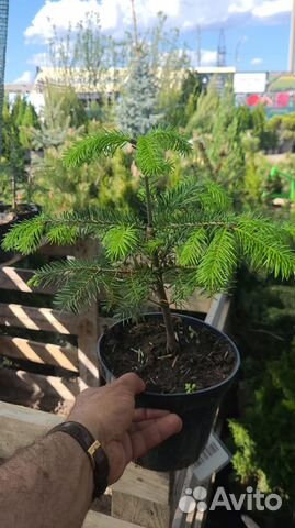 Пихта Нордмана