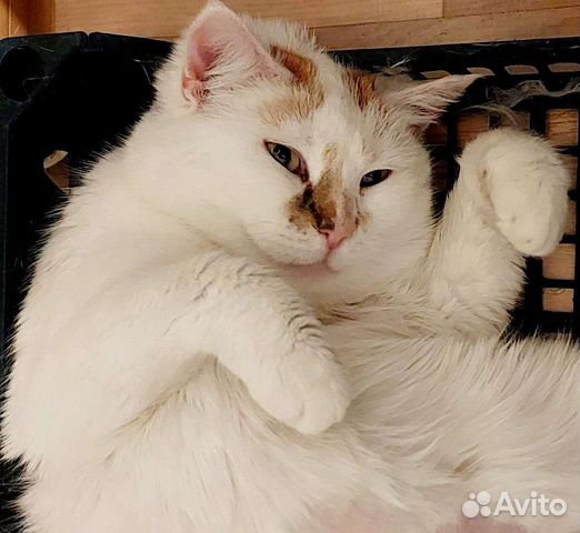 Кошка толстушка