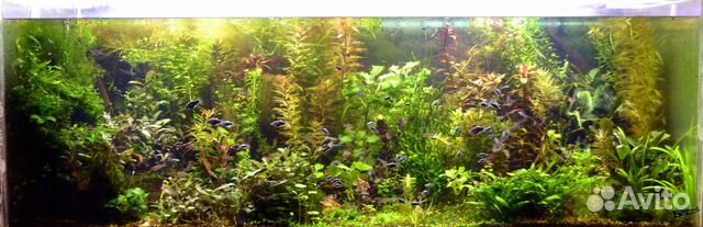 Аквариумные растения, мхи и папоротники