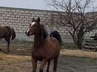 Арабские лошади объявление продам
