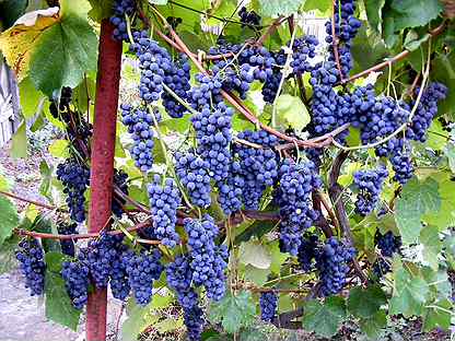 Виноград винный