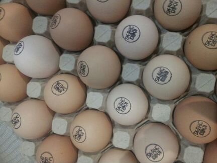 Инкубационное яйцо бройлера Кобб/Росс (Импорт)