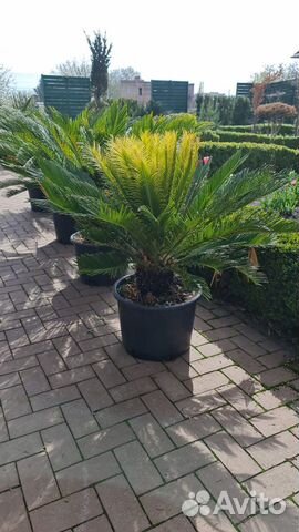 Цикас (Cycas)