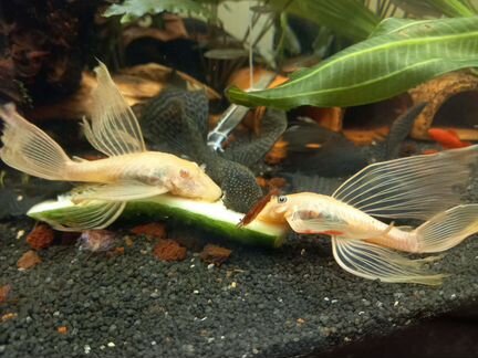 Коридорасы,анциструсы