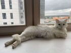 Турецкая ангора белая пушистая ласковая кошка объявление продам