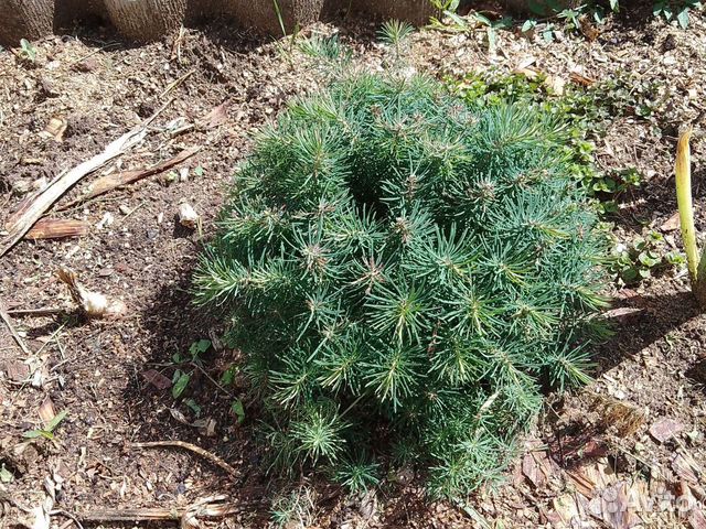 Почвопокровное