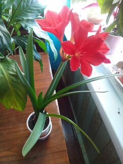 Спатифиллум, алоэ, герань, фикус, золотой ус и др