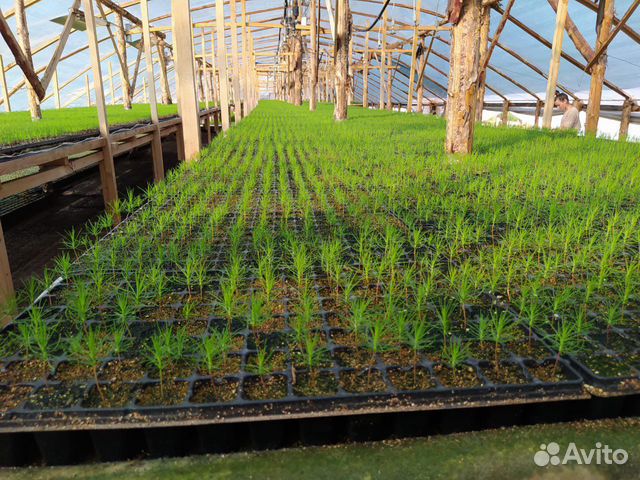 Сеянцы сосны зкс