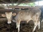 Бычки, тёлочка и корова на мясо объявление продам