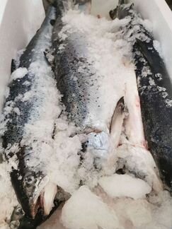 Лосось охлажденный. Атлантика