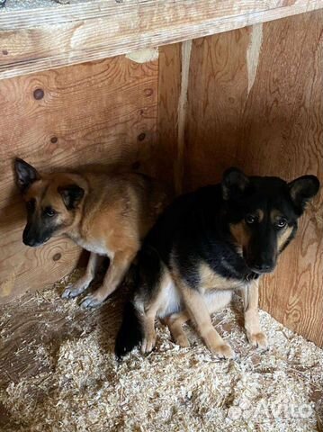 Помогите собаке из приюта узнать ласку и любовь