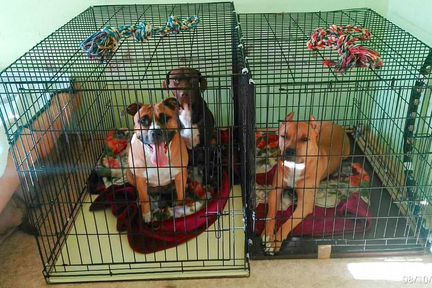 Клетка для собак