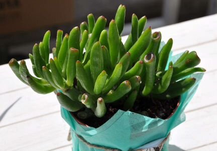 Крассула Хоббит/толстянка/денежное дерево