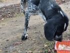 Найдена собака курцхар в селе Лесная Дача объявление продам
