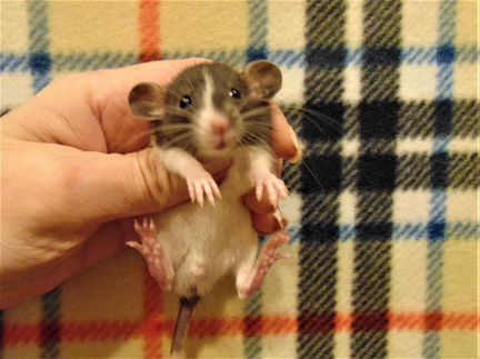 Дамбо - крысята малыши питомник, клетки