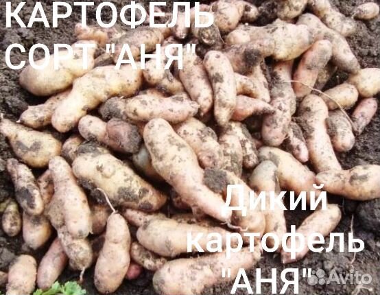 Уника картофель фото