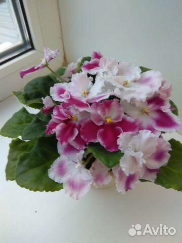 Продам фиалки