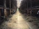 Молочная ферма крс на 100 коров,земля 2000 га объявление продам