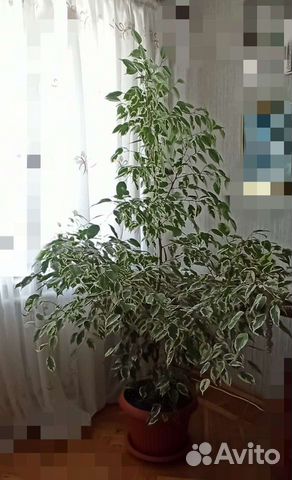 Фикус бенджамина большой