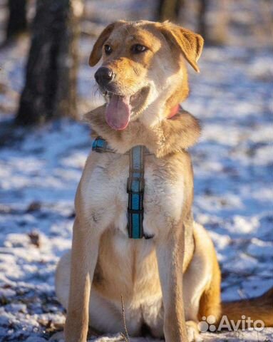 Золотистый ретривер